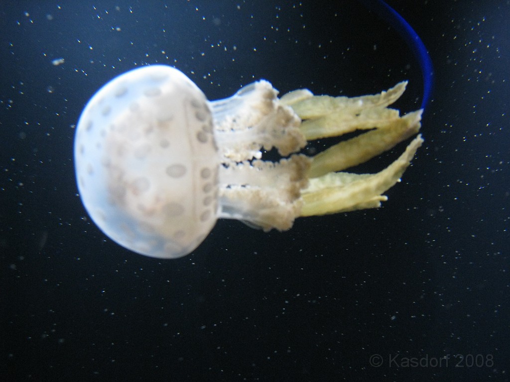 Baltimore MD 2009 1060.jpg - A 4th of July trip to Washington DC in 2009 included a stop in Baltimore MD to see the National Aquarium.